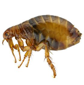 American Rat Control Inc.® Fleas Pest Control Los Angeles