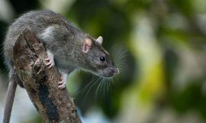 American Rat Control Inc.® Natural Rat Control Services in Los Angeles